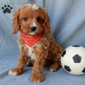Thomas, Cavapoo Puppy